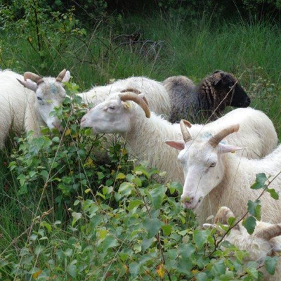 Schafe für die Pflege der Moorheidefläche