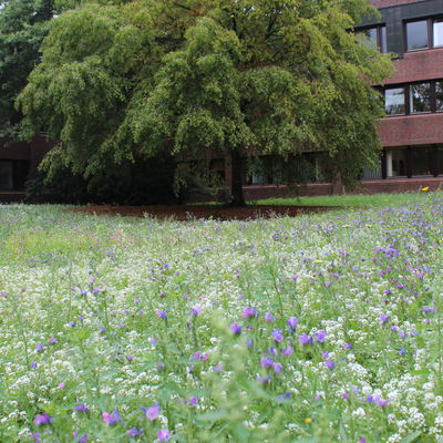 Kreisverwaltung in voller Bl�te - neue Anbaufl�che f�r Wildblumen