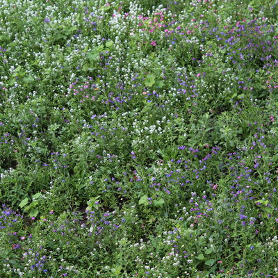 Kreisverwaltung in voller Bl�te - neue Anbaufl�che f�r Wildblumen 1