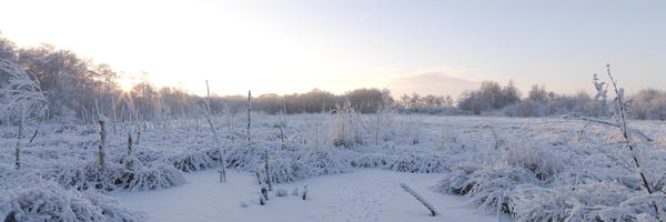Winter im Hollweger Moor