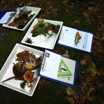 Pilze, Laub und Fr�chte aus dem Wald