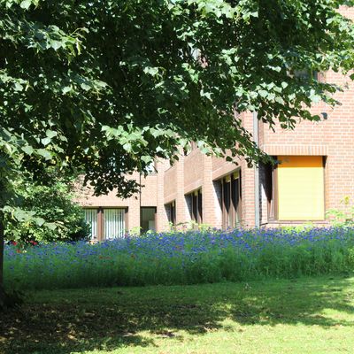 Bl�hwiese beim Kreishaus