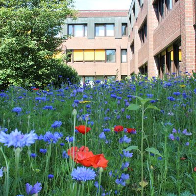 Bl�hwiese beim Kreishaus