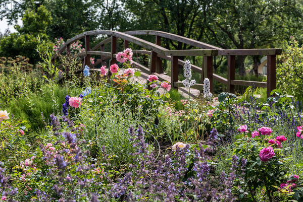Bl�hende Ausblicke im Privatgarten Ohliger in Westerstede