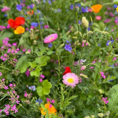 Bl�hwiese Kreishaus