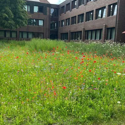 Bl�hwiese Kreishaus 2023.2