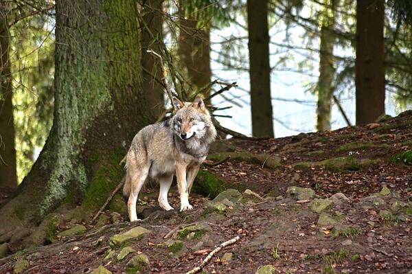 Wolf