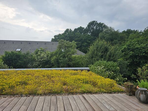 Bl�hendes Gr�ndach