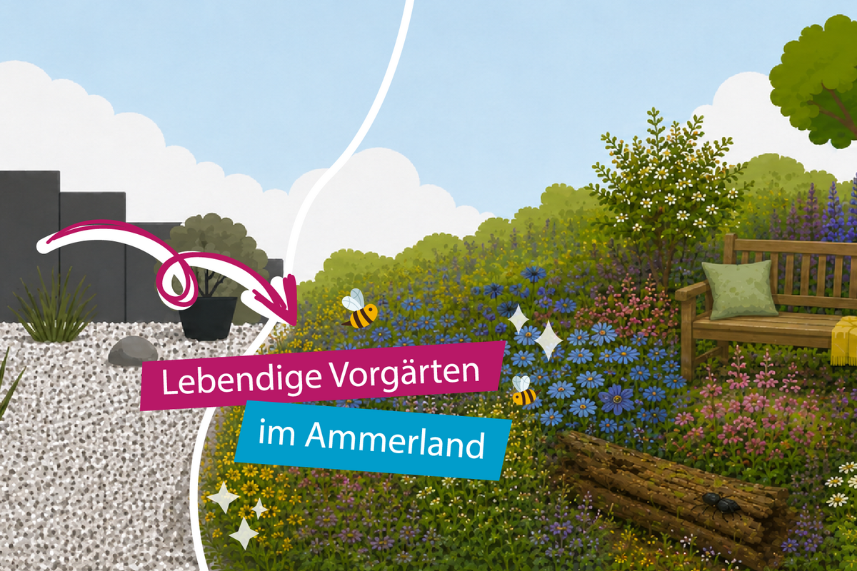 Gegenüberstellung von Schotterfläche und blühendem Naturgarten zum Thema Vorgartenwettbewerb 
