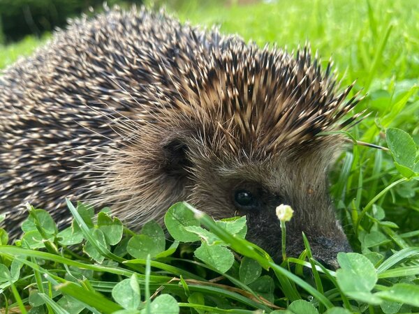Igel im Gr�n -  Rasteder Igelhilfe 2026.jpg