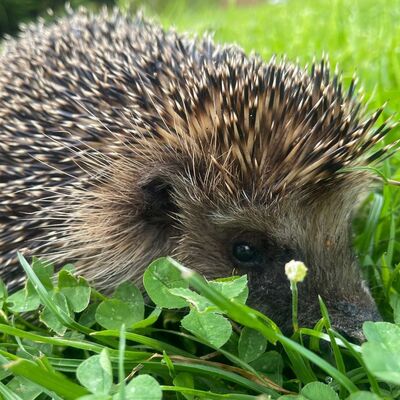 Igel im Gr&uuml;n -  Rasteder Igelhilfe 2026.jpg